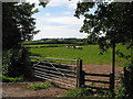 Cows grazing, Aston Ingham