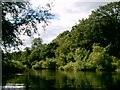 Wooded River Bank, The Ouse