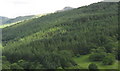 Forest above Tyddyn-mawr with the pyramidical Rhobell-y-big in the background