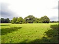 Copse near Twemlow Green