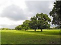 Trees at Twemlow Green