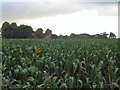 Field of sweet corn