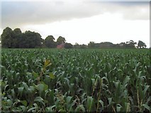 SJ7668 : Field of sweet corn by David C Brown