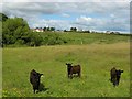 Calves beside Abhainn Lacasdal