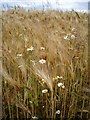 Daisies and ripening barley