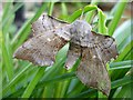 SJ1506 : Female Poplar hawk moth (Laothoe populi) by Penny Mayes