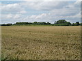 SE8106 : Beltoft over the fields by Glyn Drury