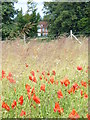 TQ0852 : Poppies in Season, West Horsley by Colin Smith