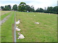 Sheep Lea in Sheepleas