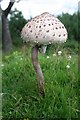 Parasol on Hollybed Common