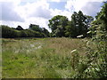 Meadow by the West Lew