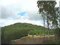 The forest-clad Foel seen across an area of clear fell