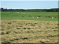 Farmland at Milton of Auchorthie