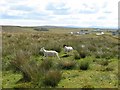 Rough grazing near Garrabost