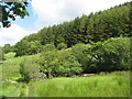 Overgrown ruins of a farm building alongside the Tyddyn-mawr bridlepath