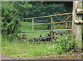 Buzzard on felled log