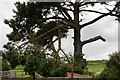 Damaged Tree, Brighstone