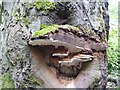 NZ0881 : Tree fungus by Newbiggin Hall Scouts