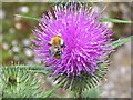 Bee on Thistle