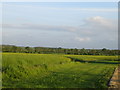 Farmland off West Street, Steeple Claydon