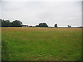 Farmland off Langham Lane