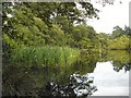 Reed bed in Gransha lake