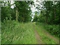 Start of track through Walton Wood