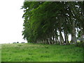 NZ0288 : Beech trees by Les Hull