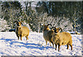 Soay Sheep in Elkstone