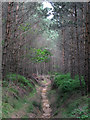 Path in Dipton Wood east of Lightwater Cottages