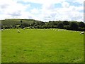 Pasture north of Y Golfa