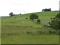 Farmland near Palm Strothers (2)