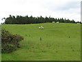 Pasture and woods south of Palm Strothers