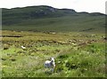 Rough grazing near Liurbost