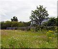 Wild flower meadow adjacent to M3 motorway