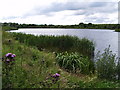 Pond taken from Little Lane