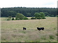 Pastures near Blue Gables