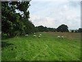 SE3389 : Field near Far Fairholme by Chris Heaton
