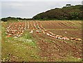 Drying Bulbs