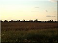 SE8109 : Fields towards Keadby Grange by Glyn Drury