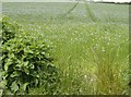 Flax below Garstons Down