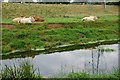 Disused Newry canal near the Madden Bridge