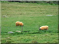 NH5525 : Sheep in field above river Farigaig by Steven Brown