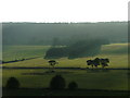 Farmland and forest by Crofts of Kingscauseway