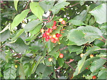NT4566 : Wild Cherries by M J Richardson
