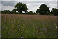 ST6156 : A summer meadow by Neville Goodman