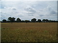 SE6616 : Fields on Mawson Green by Glyn Drury