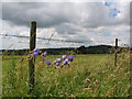 Farmland off Millbrook Lane