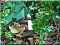 SU1962 : Stinkhorn, St Andrew's churchyard, Wootton Rivers by Brian Robert Marshall