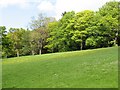 Meadow, Fairnilee